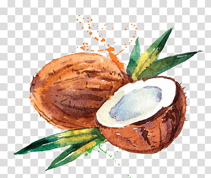 , coconut shells illustration transparent background PNG clipart