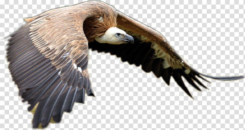 Eagle, Bird, Bird Of Prey, Owl, Goose, Feather, Vulture, Bird Flight transparent background PNG clipart