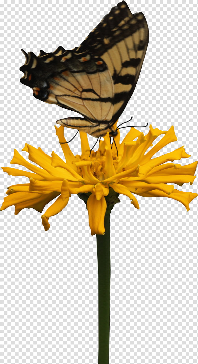 Yellow Cactus Zinnia and Butterfly, brown butterfly and yellow petaled flower transparent background PNG clipart