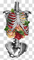gray skeleton illustration transparent background PNG clipart