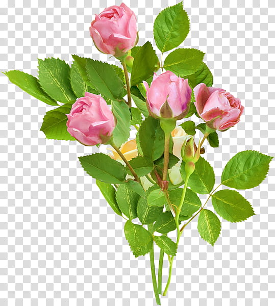 Pink Flower, Garden Roses, Cabbage Rose, Floribunda, China Rose, Bud, Flowerpot, Cut Flowers transparent background PNG clipart