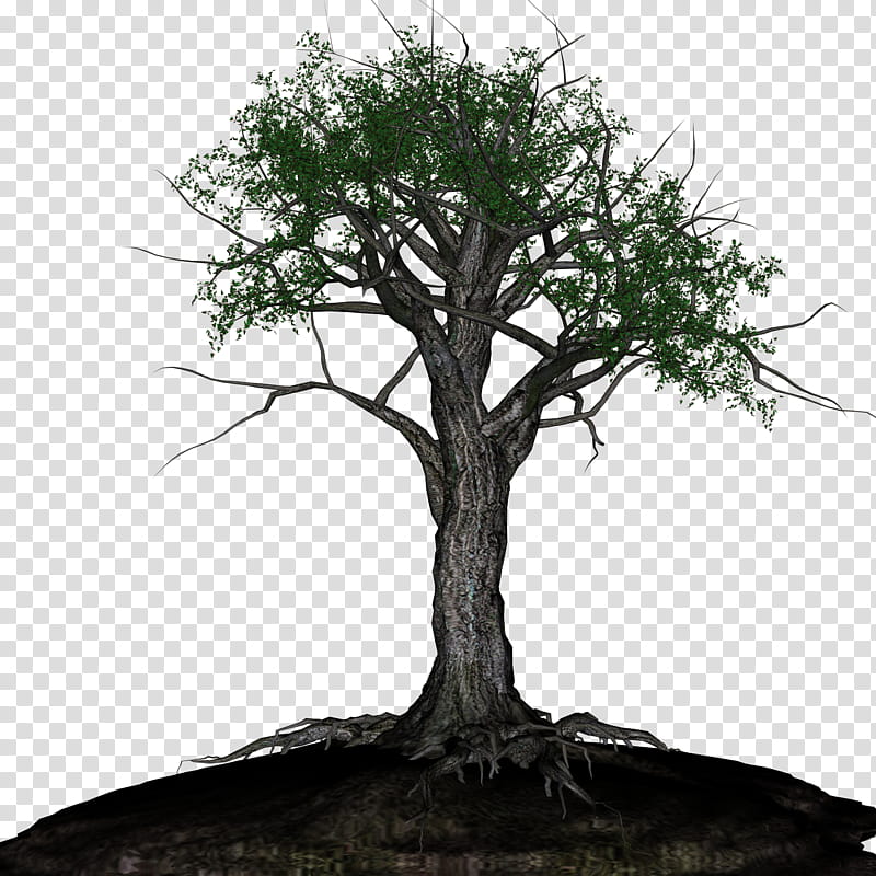 Old Tree , brown and green tree transparent background PNG clipart