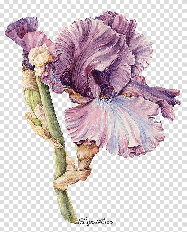 Blue Iris Flower, Iris Family, Bearded Iris, American Academy Of Art, Yellow Iris, Northern Blue Flag, Drawing, Painting transparent background PNG clipart
