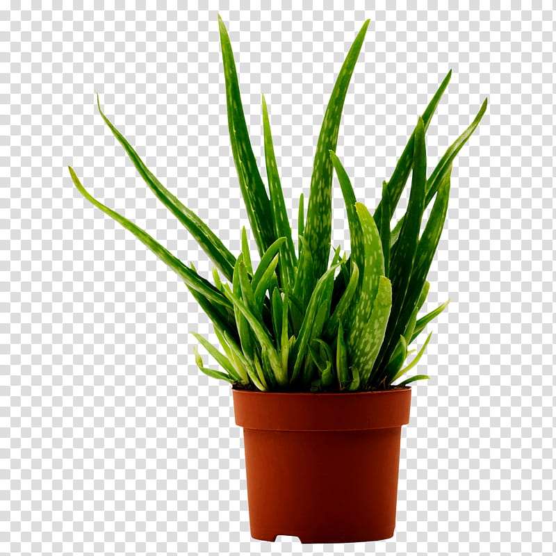 watchers resources , green aloe vera plant transparent background PNG clipart