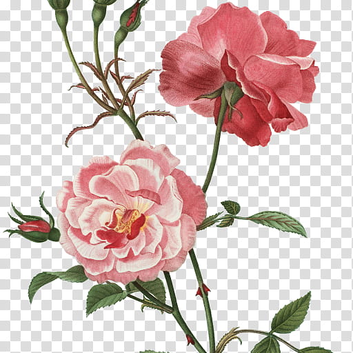 Flowers, Garden Roses, Cabbage Rose, Floral Design, China Rose, Post Cards, Rosa Semperflorens, Plant transparent background PNG clipart