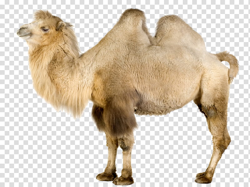 Llama, Bactrian Camel, Dromedary, Wild Bactrian Camel, Camelids, Camel Like Mammal, Arabian Camel, Live transparent background PNG clipart