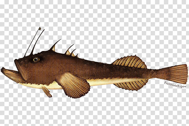 fish fish catfish transparent background PNG clipart
