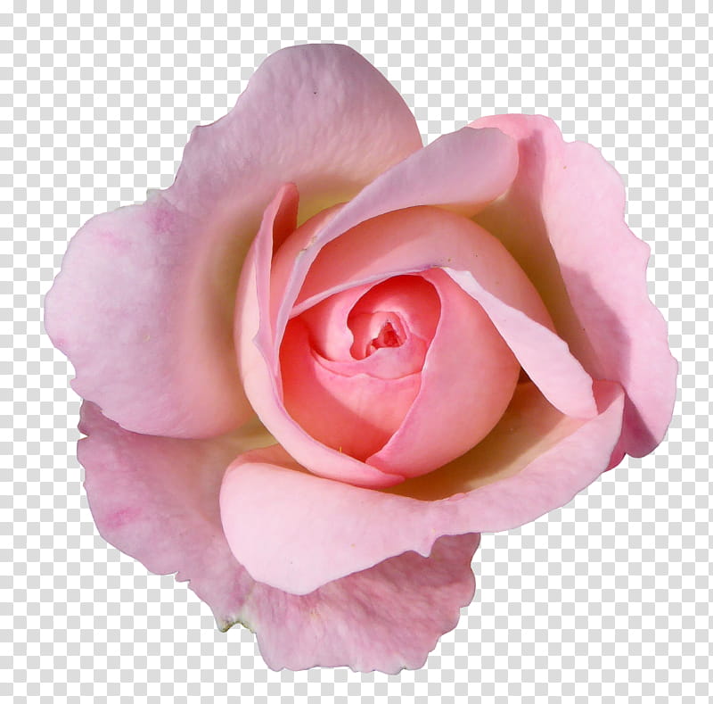 RENDERS Flowers, pink rose flower art transparent background PNG clipart