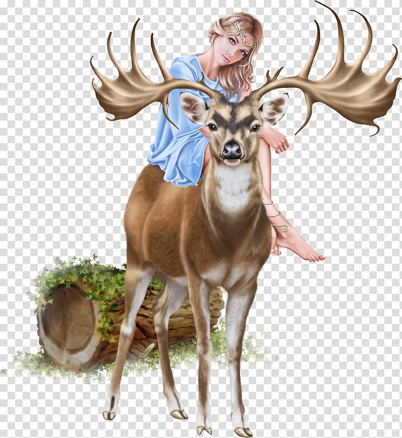 Reindeer, Whitetailed Deer, Red Deer, Roe Deer, Antler, Hunting, Drawing, Wildlife transparent background PNG clipart