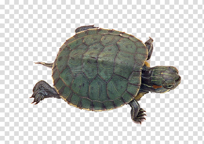 Sea Turtle, Chinese Pond Turtle, Redeared Slider, Turtles In Captivity, Tortoise, Pet, Turtle Shell, Carapace transparent background PNG clipart