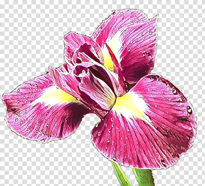 flower petal plant pink iris, Cut Flowers, Violet Family, Moth Orchid transparent background PNG clipart