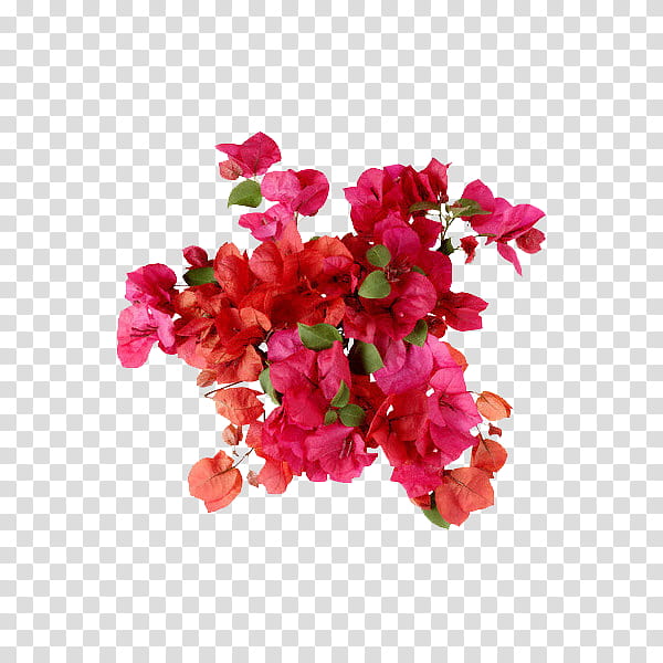 flower power s, red and purple flowers transparent background PNG clipart