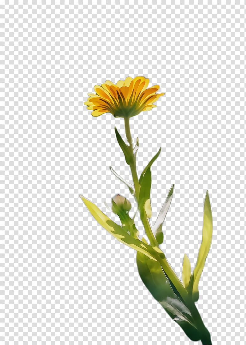 Flowers, Marigold, Blossom, Bloom, Flora, Safflower, Cut Flowers, Plant Stem transparent background PNG clipart