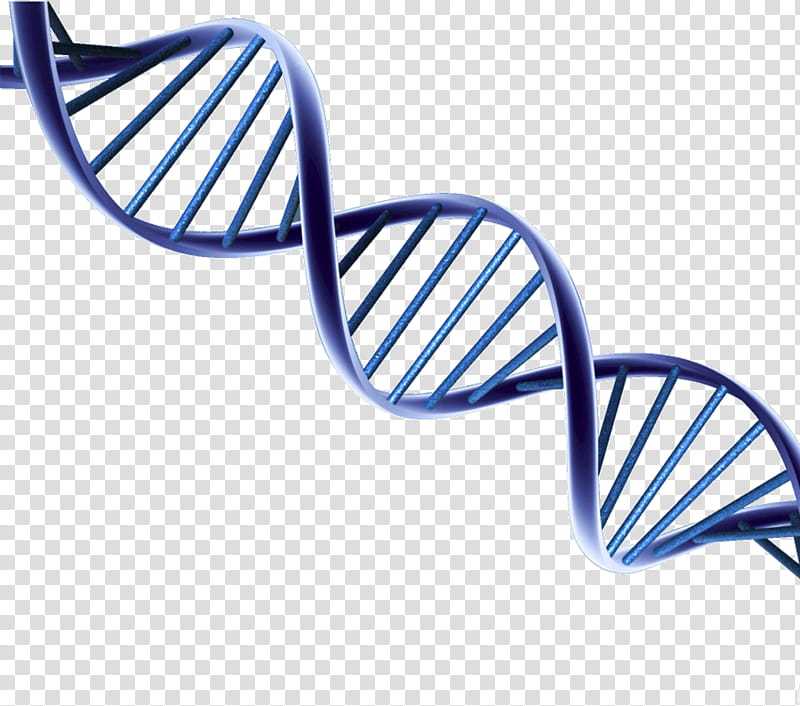 Double Helix, Dna, Nucleic Acid Double Helix, Nucleic Acid Structure, Molecular Biology, Molecular Models Of Dna, Genetics, Nucleotide transparent background PNG clipart