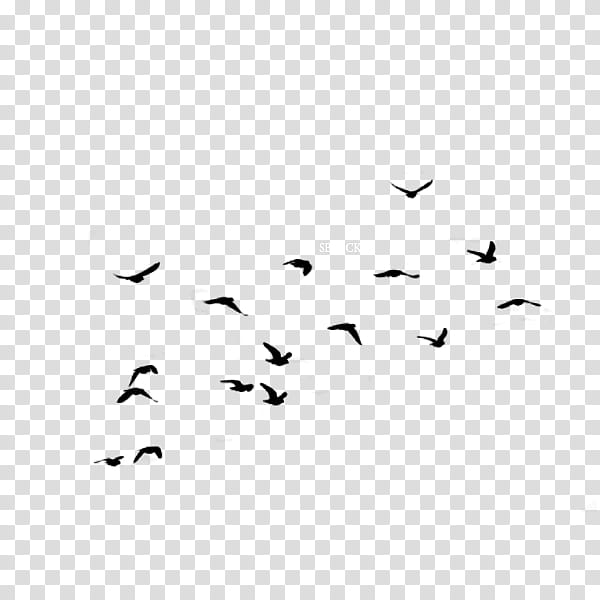 Materials, flying black birds illustration transparent background PNG clipart