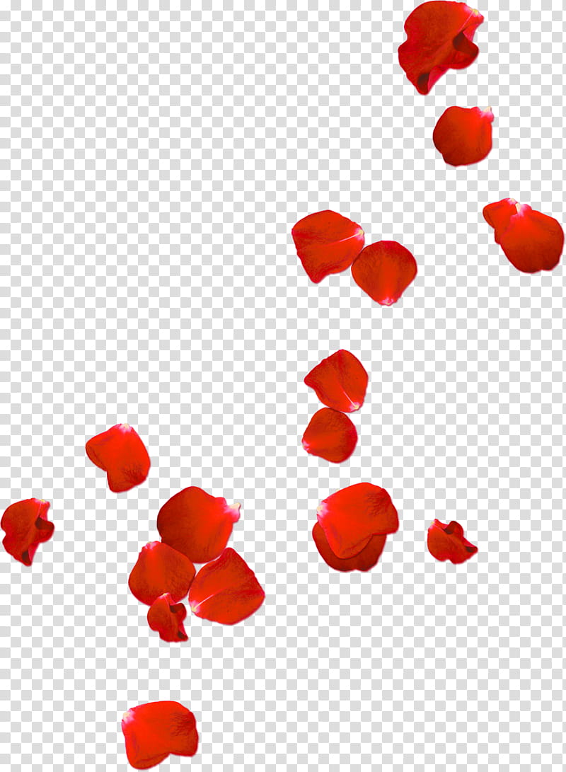 red , red flower petals transparent background PNG clipart