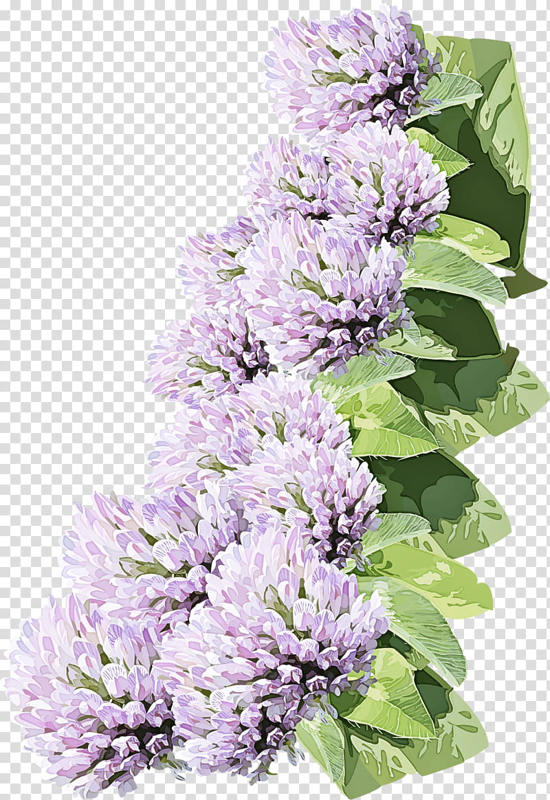Lavender, Lilac, Flower, Plant, Purple, Flowering Plant, Violet, Buddleia transparent background PNG clipart