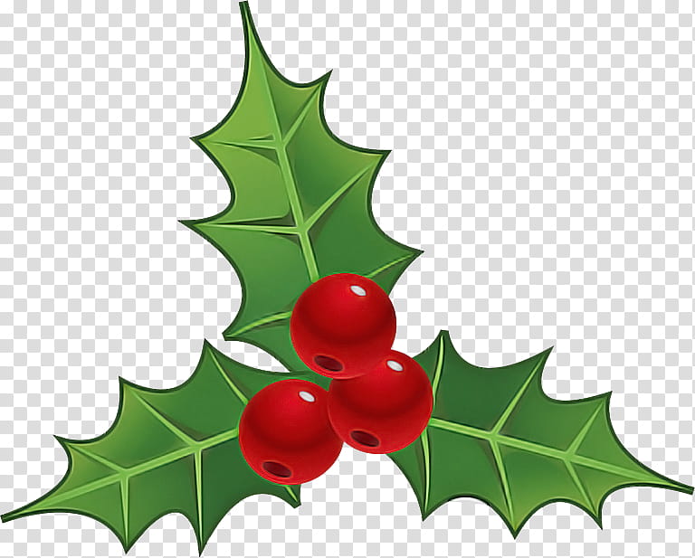 Holly, Plant, Leaf, American Holly, Tree, Hollyleaf Cherry, Flower, Chinese Hawthorn transparent background PNG clipart