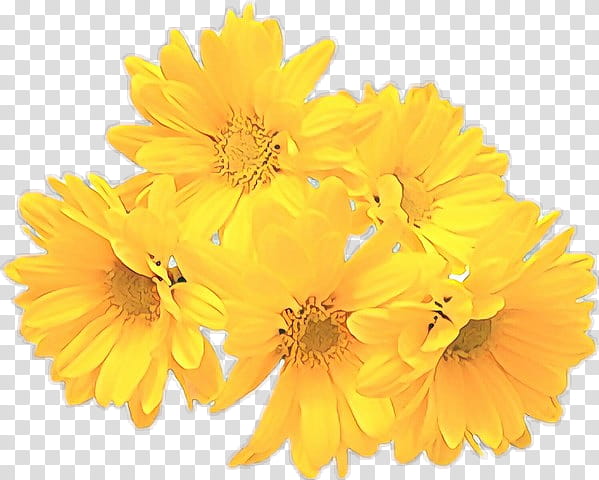 flower yellow english marigold flowering plant plant, Cartoon, Petal, Calendula, Cut Flowers, Daisy Family, Gerbera transparent background PNG clipart