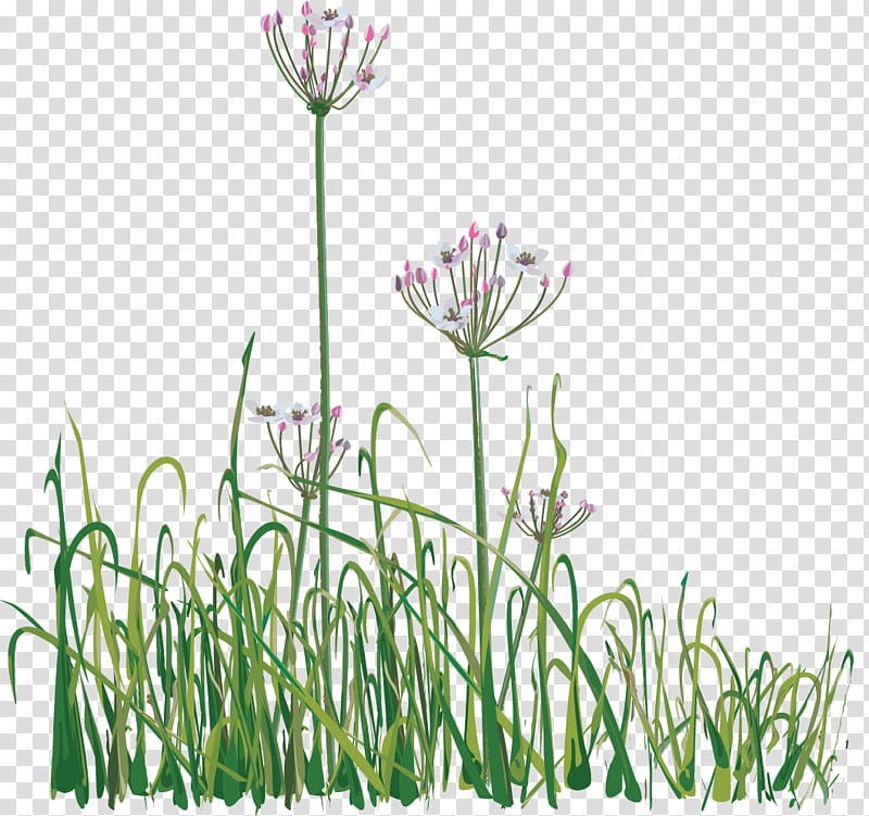 Grass Flower, Chives, Sweet Grass, Production, Ace Dik Jewelers, Garlic Chives, Advertising, Printing transparent background PNG clipart