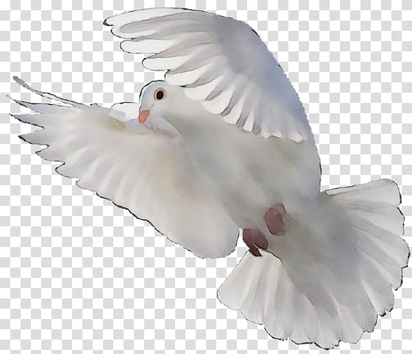 Feather, Watercolor, Paint, Wet Ink, Pigeons And Doves, White, Wing, Rock Dove transparent background PNG clipart