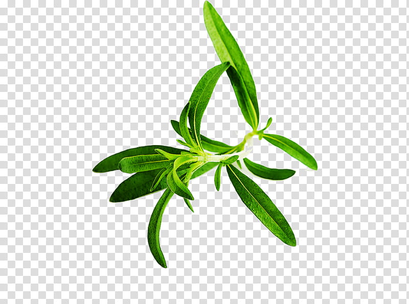 leaf plant flower tarragon herbal, Plant Stem transparent background PNG clipart