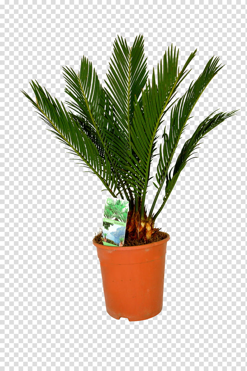 Date Tree Leaf, Houseplant, Ornamental Plant, Flower, Sago Palm, Roystonea Regia, Veitchia, Adonidia transparent background PNG clipart