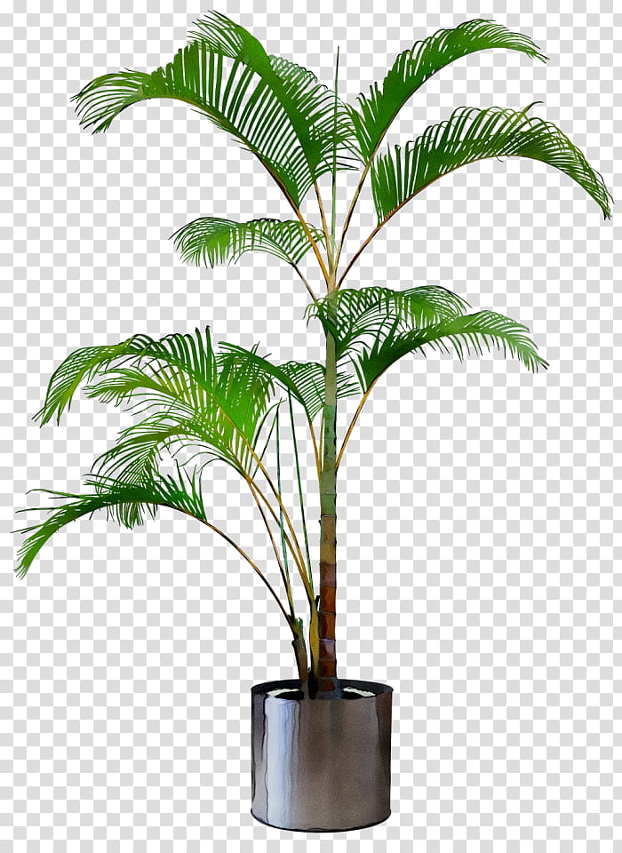 Palm Oil Tree, Babassu, Flowerpot, Oil Palms, Houseplant, Glass, Coconut, Accordion transparent background PNG clipart
