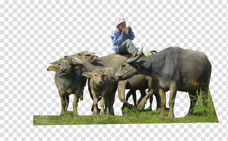 Buffalo, man sitting on top of water buffalo beside water buffaloes transparent background PNG clipart