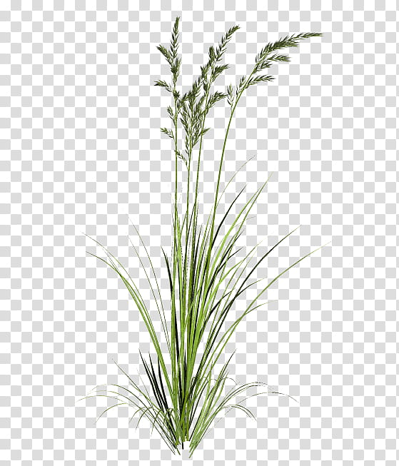TWD Summer Grass, green grass transparent background PNG clipart