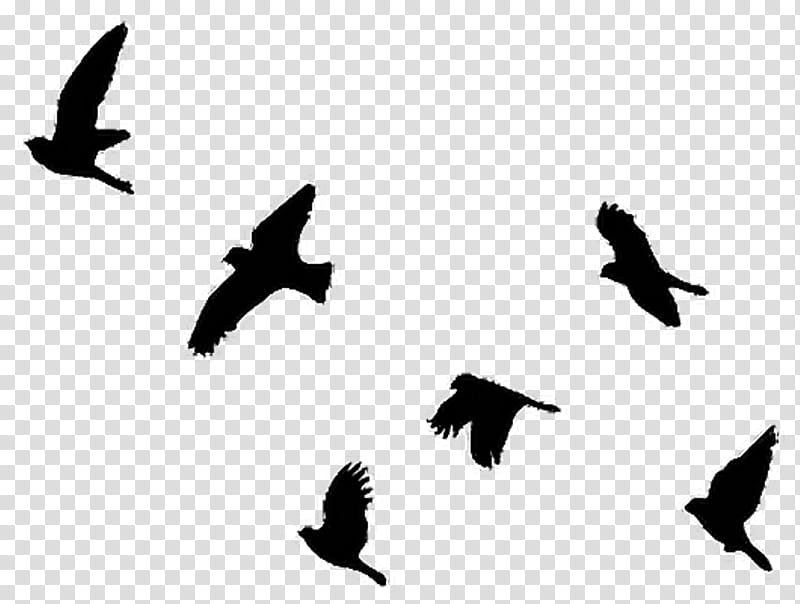 Bird Tattoo, Flight, Pigeons And Doves, Stencil, Silhouette, Document, Wall Decal, Flock transparent background PNG clipart