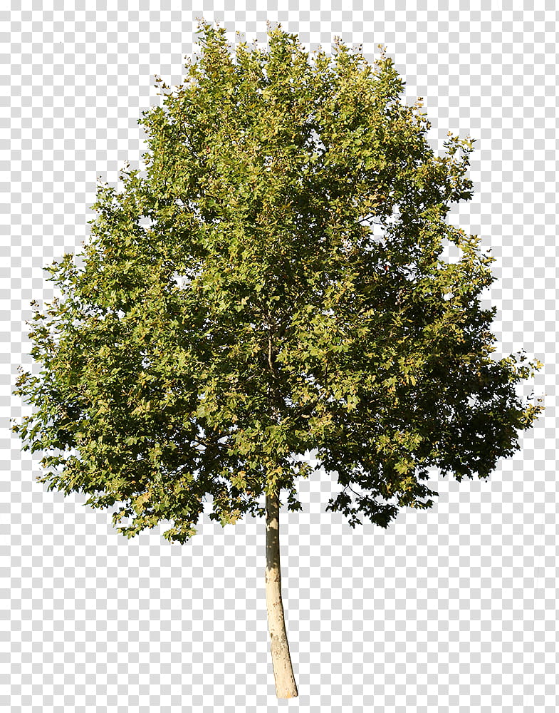 Sycamore Tree, American Sycamore, Glogster, Deciduous, Architecture ...