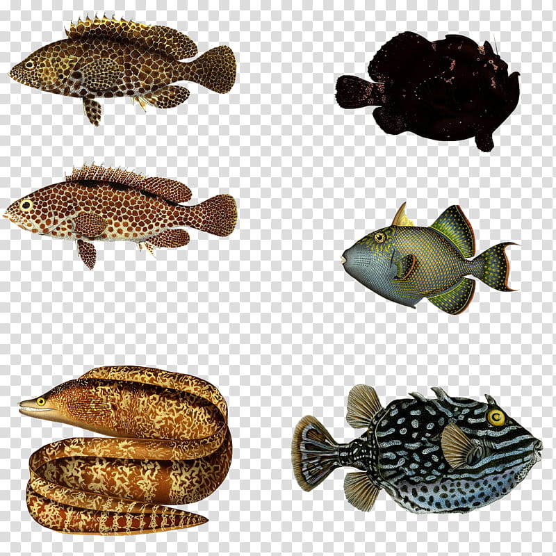 Fishies , six assorted fish chart transparent background PNG clipart