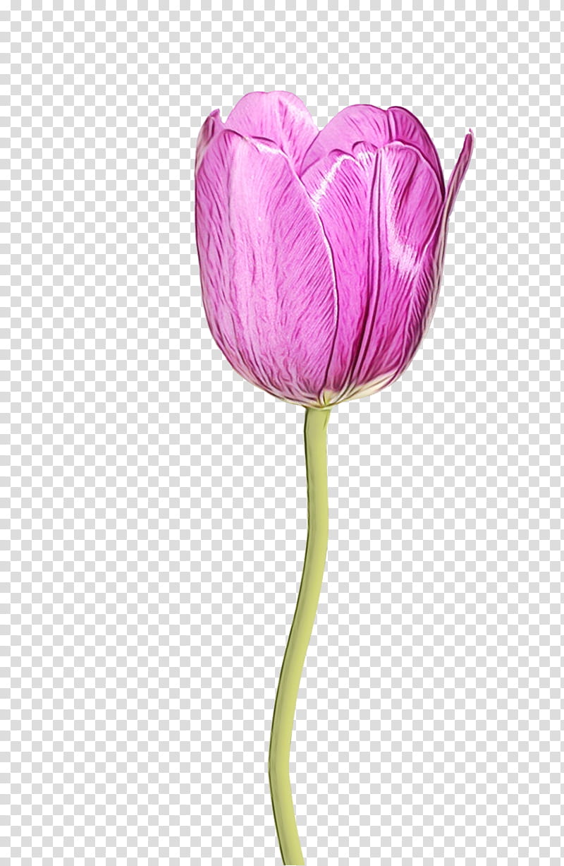 flower tulip petal purple plant, Watercolor, Paint, Wet Ink, Violet, Pink, Flowering Plant, Plant Stem transparent background PNG clipart