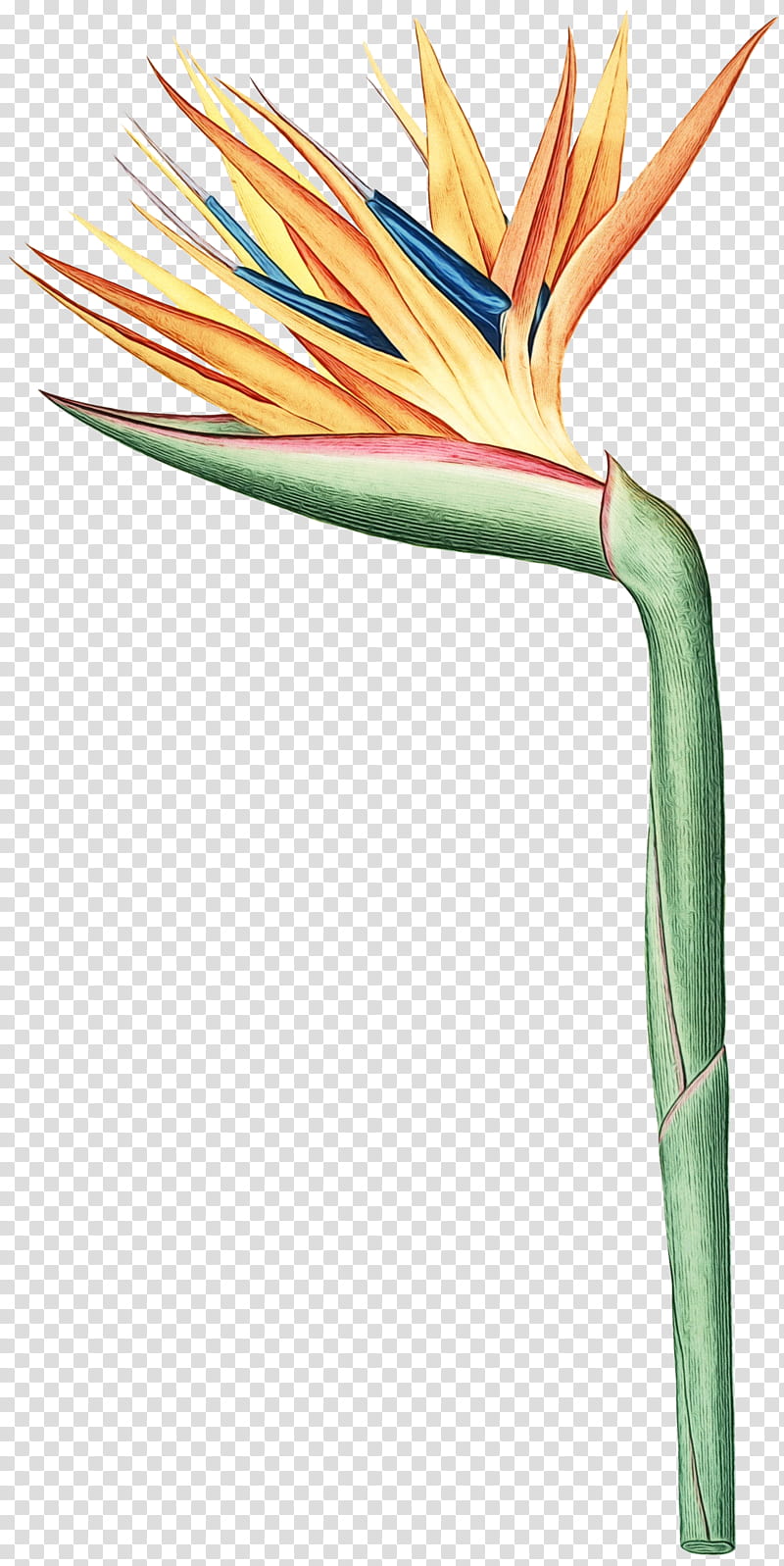 Bird Of Paradise, Watercolor Painting, Drawing, Bird Of Paradise Flower, Cable, Networking Cables, Plant, Electrical Wiring transparent background PNG clipart