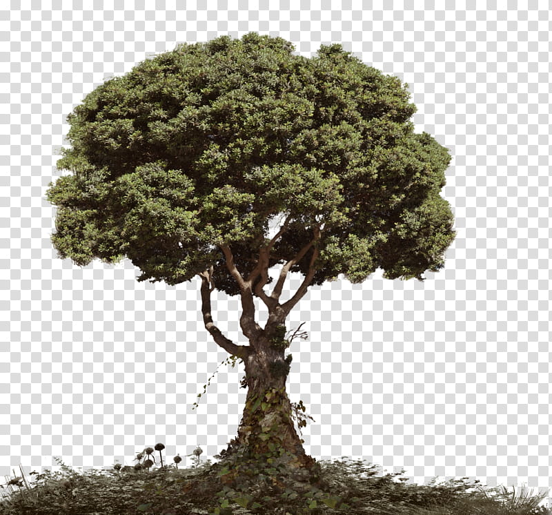 Dead Tree With Foliage , green tree transparent background PNG clipart