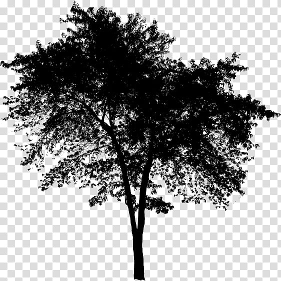 Oak Tree Silhouette, Black White M, Leaf, Sky, Woody Plant, Branch ...