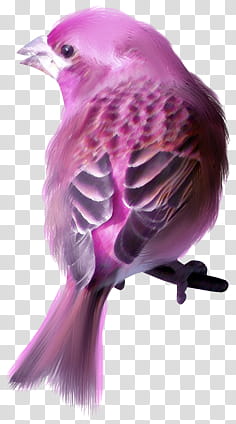 purple small-beaked bird transparent background PNG clipart