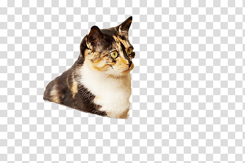 , calico cat transparent background PNG clipart