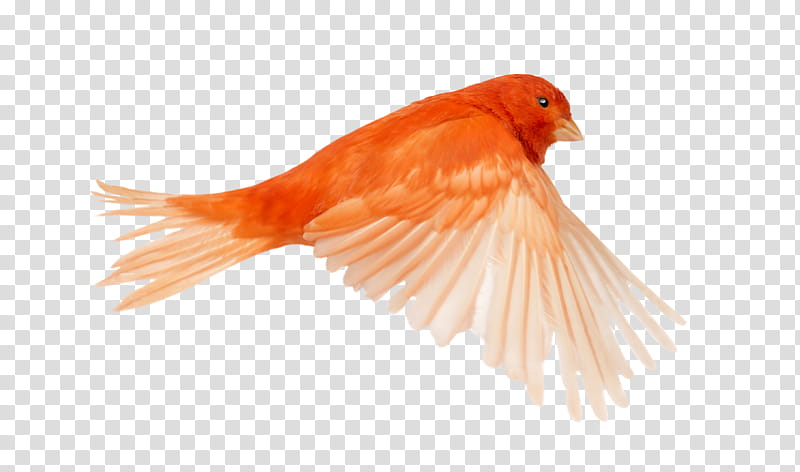 Bird , red bird transparent background PNG clipart