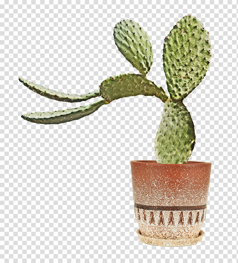 Cactuses and Plants, potted green cactus plant close-up graphy transparent background PNG clipart