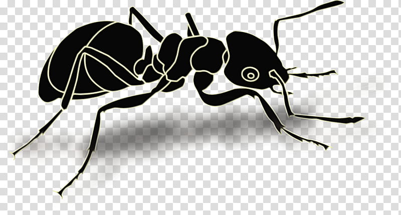 Ant, Insect, Queen Ant, Atta Laevigata, Black Garden Ant, Carpenter Ant, Pest, Membranewinged Insect transparent background PNG clipart