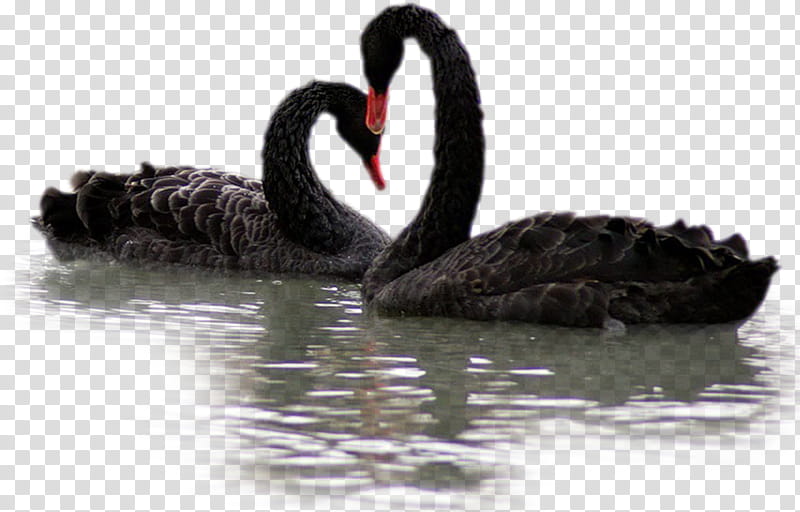 Water, Black Swan, Water Bird, Ducks Geese And Swans, Waterfowl, Beak transparent background PNG clipart