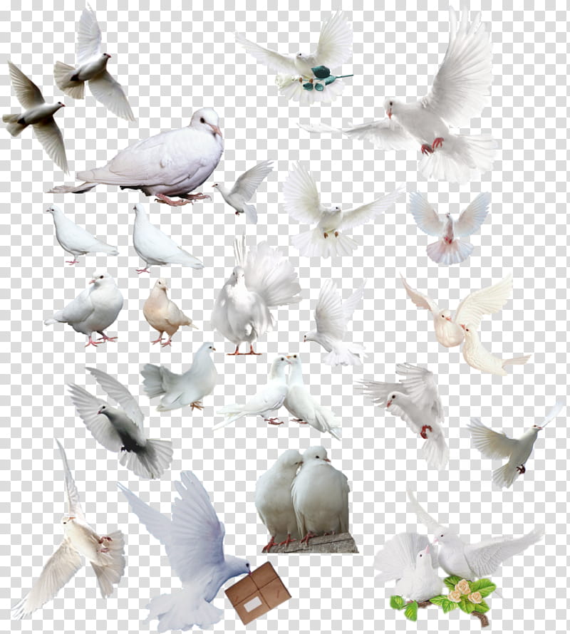 white and gray birds on white surface, bird pigeons and doves gull rock dove bird migration transparent background PNG clipart