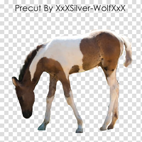 Precut Foal, white and brown horse transparent background PNG clipart