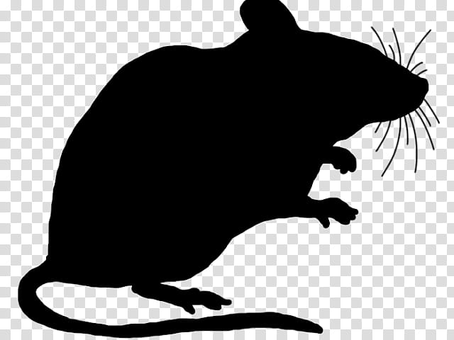 rat muridae pest tasmanian devil snout, Mouse, Tail transparent background PNG clipart