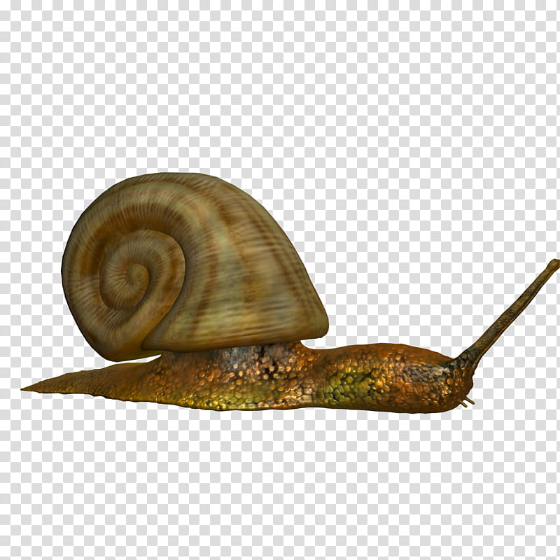 Snail , brown snail D illustration transparent background PNG clipart
