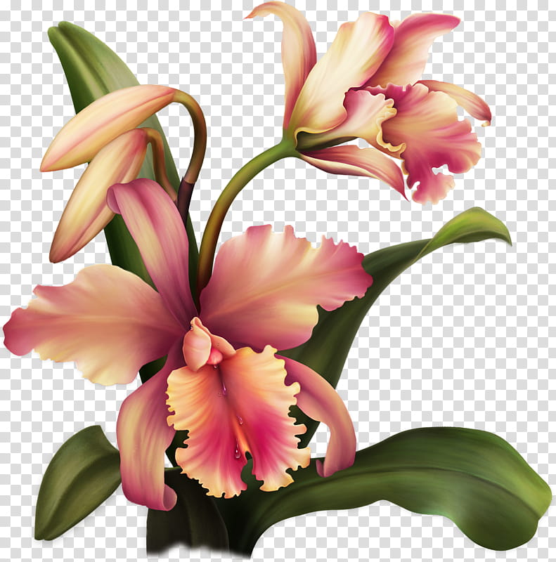 Lily Flower, Floral Design, Blume, Orchids, Cut Flowers, Wreath, Flower Bouquet, Floristry transparent background PNG clipart