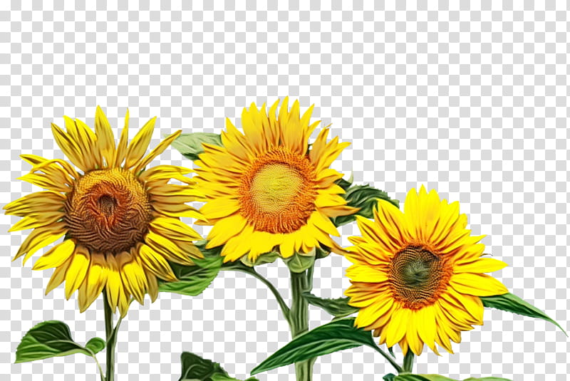 Sunflower, Yellow, Plant, Sunflower Seed, Asterales, Petal, Wildflower, Daisy Family transparent background PNG clipart