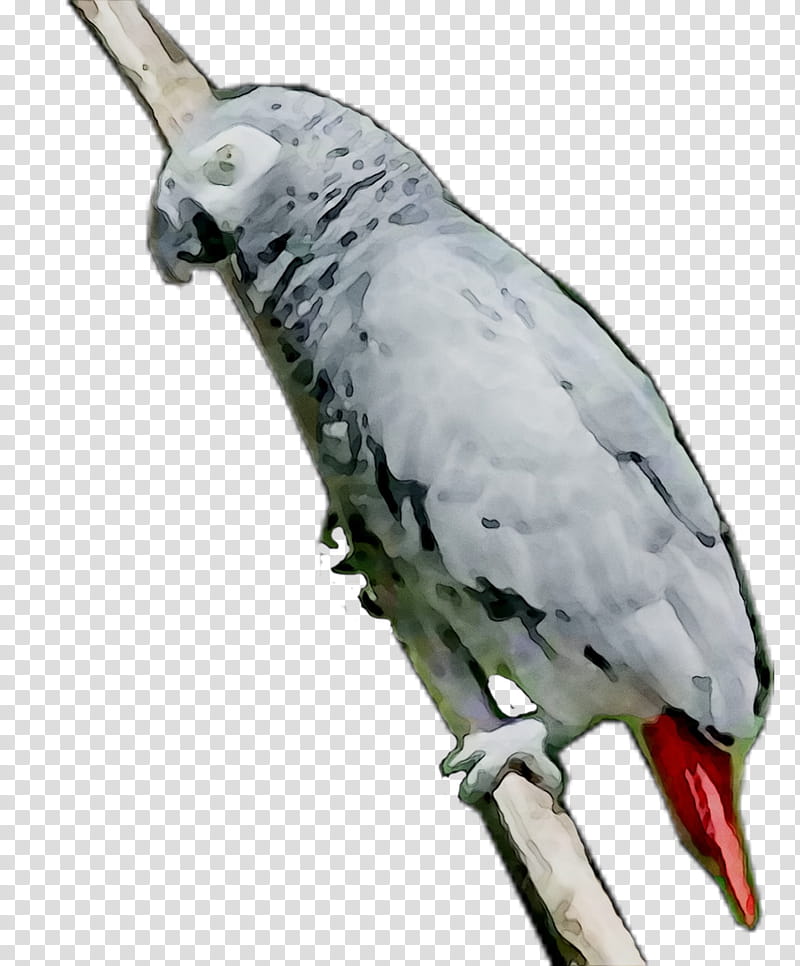 Bird Parrot, Pet, Feather, Parakeet, Beak, Wing, Piciformes transparent background PNG clipart